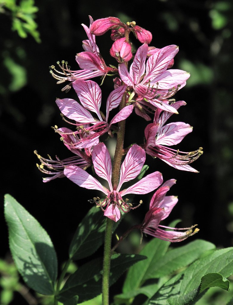 Dictamnus albus